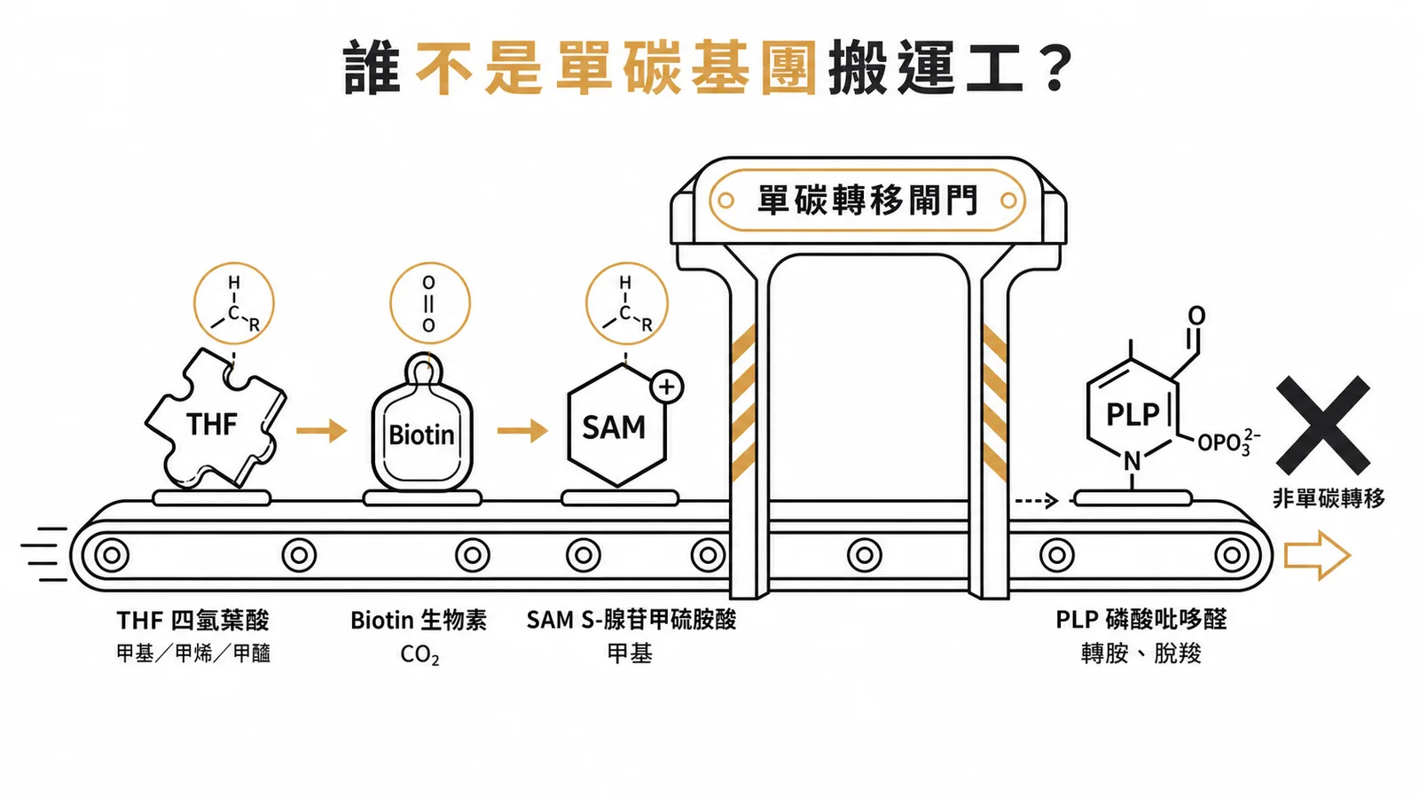 單碳基團載體分類：THF、Biotin、SAM可轉移，PLP不參與