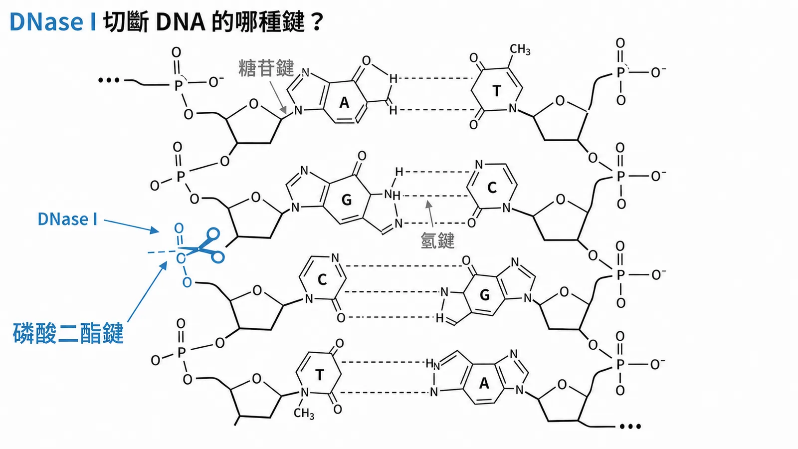 DNase I切斷DNA骨架上的磷酸二酯鍵