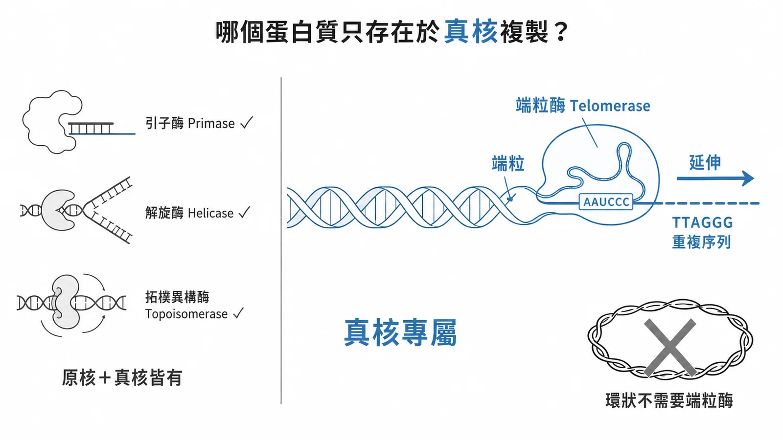 端粒酶是真核細胞線性染色體專屬的複製蛋白