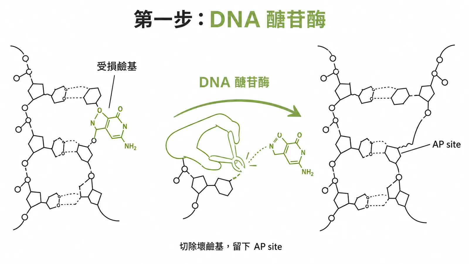 鹼基切除修復第一步：DNA 醣苷酶切除受損鹼基留下 AP site