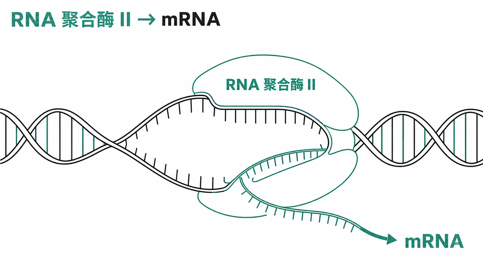 RNA 聚合酶 II 轉錄 DNA 產生 mRNA