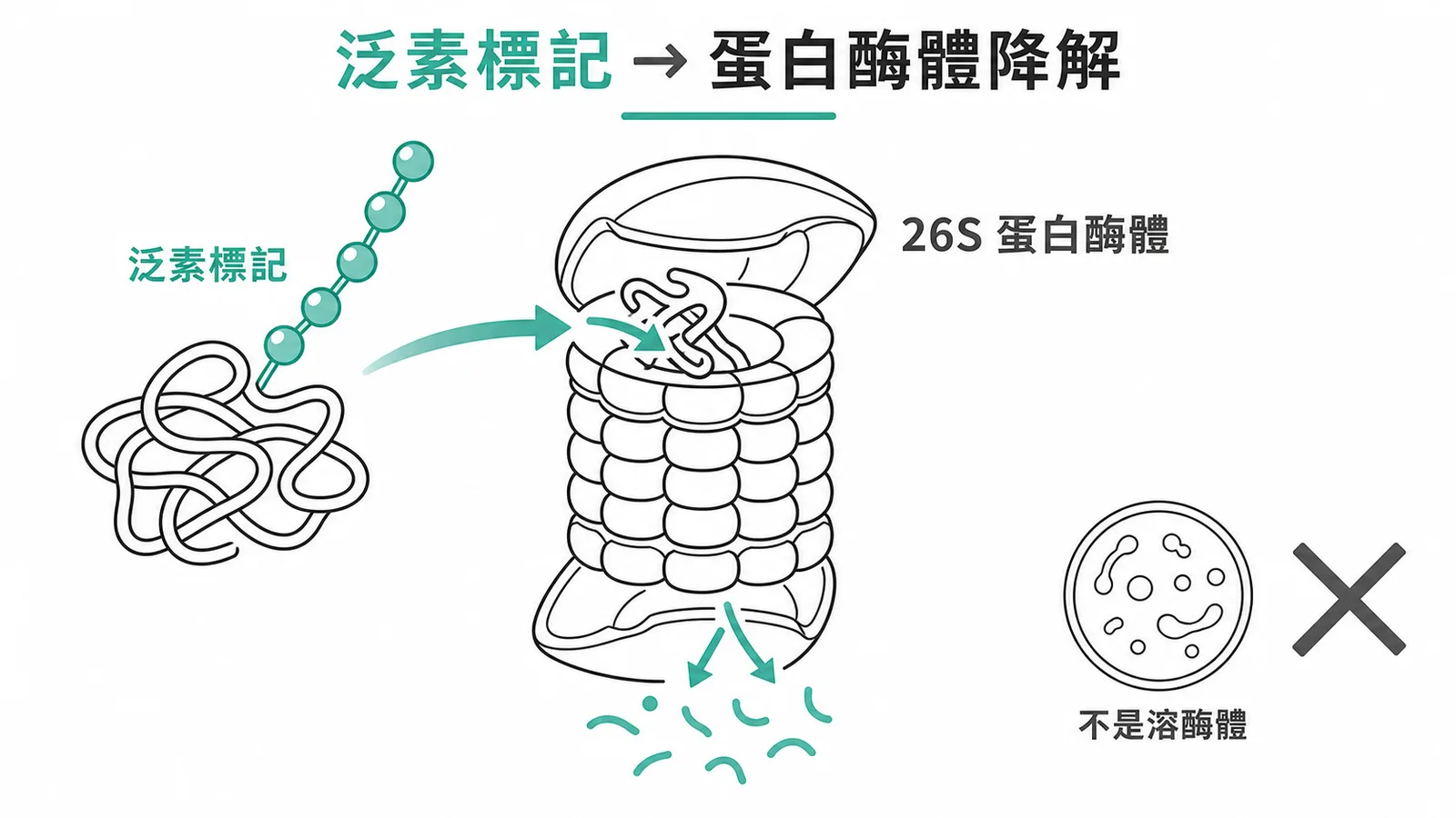 泛素標記蛋白由 26S 蛋白酶體降解而非溶酶體