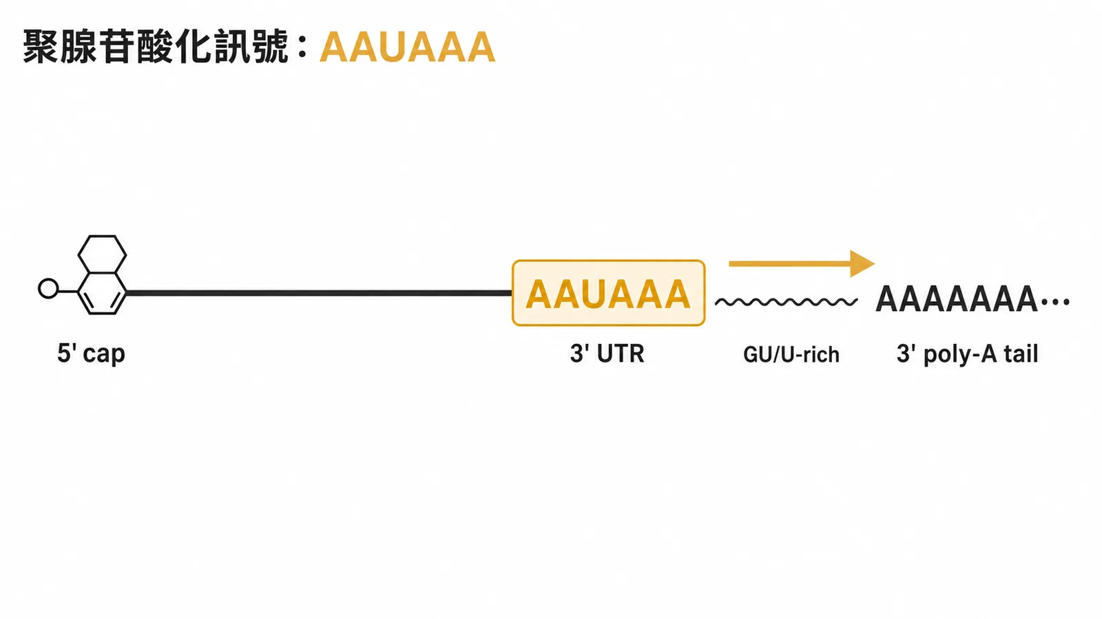 聚腺苷酸化訊號 AAUAAA 位於 mRNA 3' UTR 引導 poly-A tail 加入