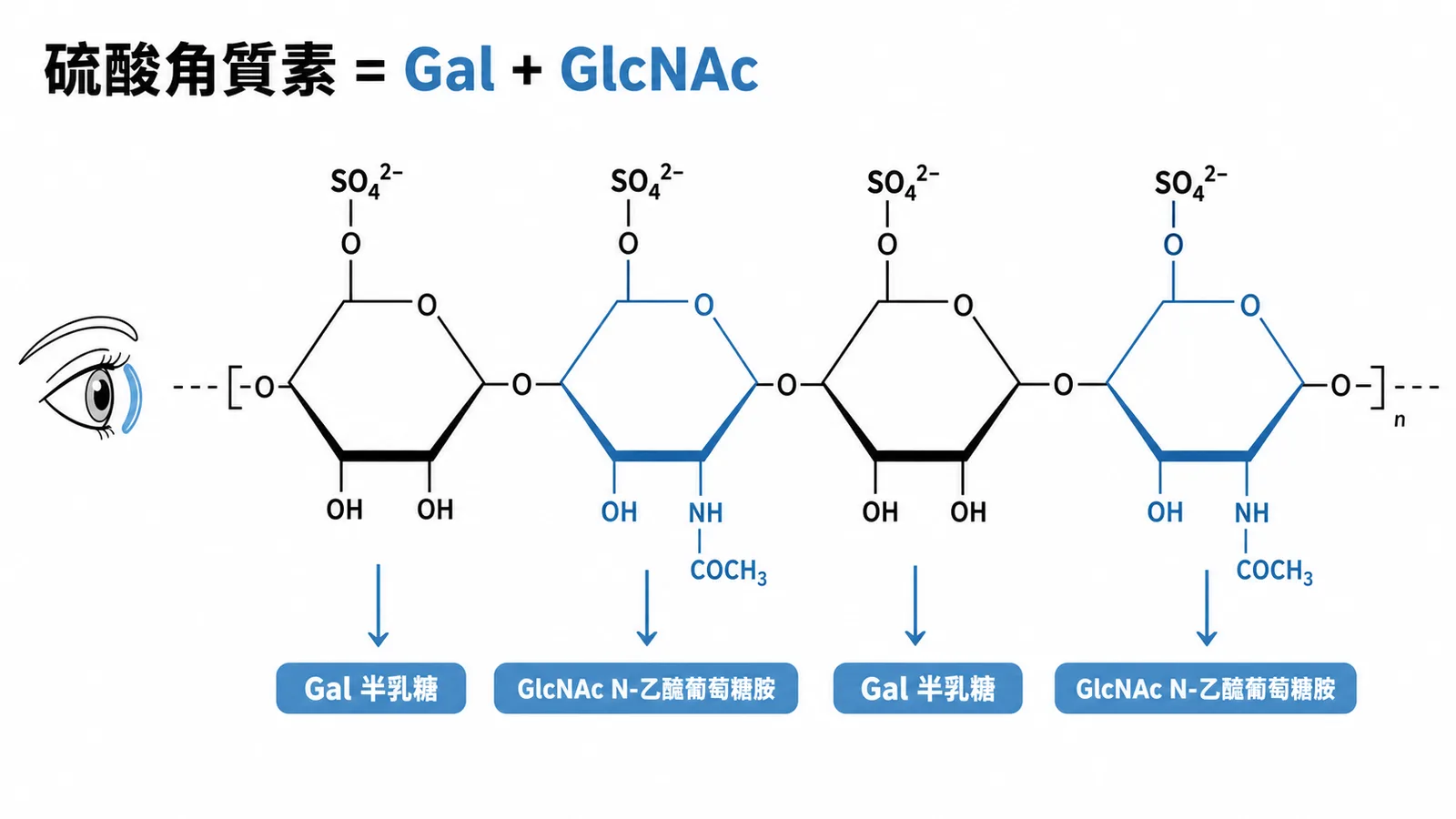 硫酸角質素由半乳糖與 N-乙醯葡萄糖胺重複雙醣組成
