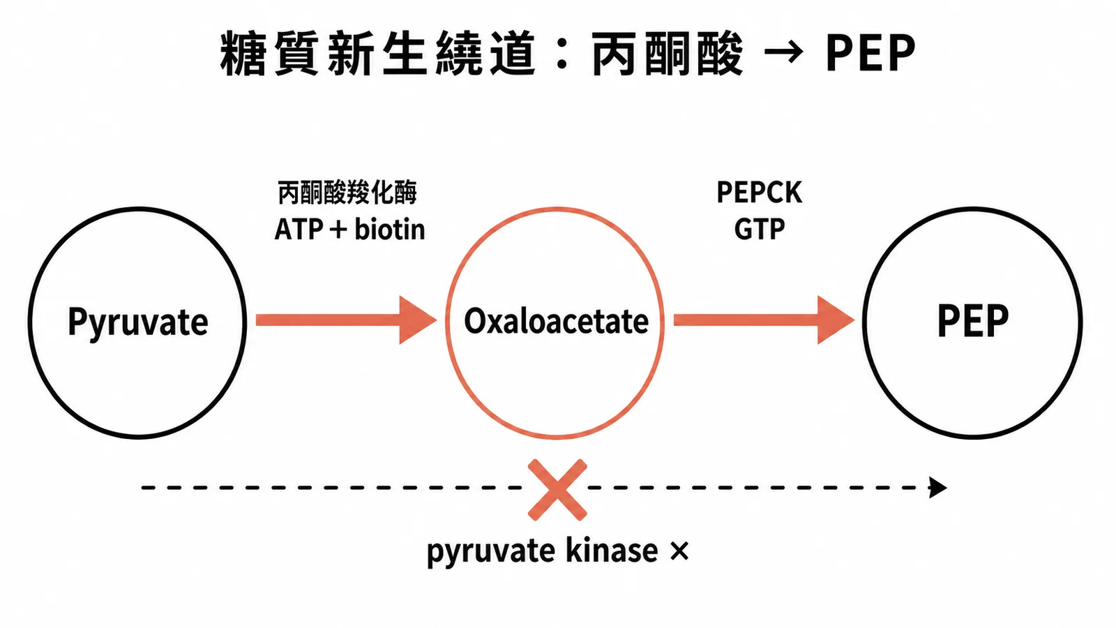 糖質新生繞道:丙酮酸經丙酮酸羧化酶與 PEPCK 兩步轉為 PEP