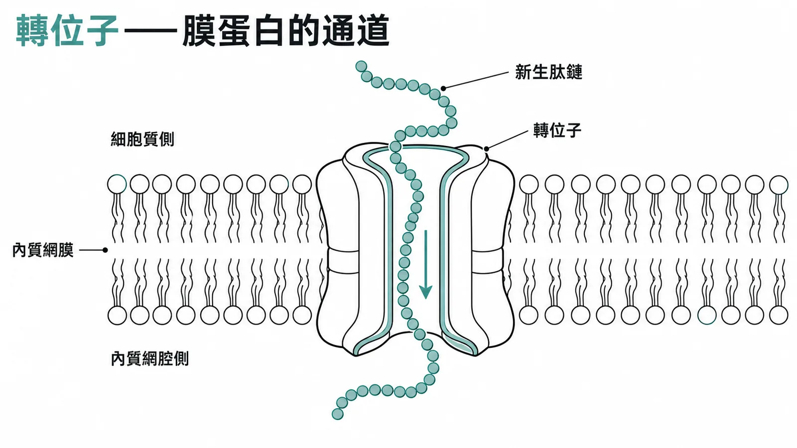 轉位子(translocon)引導新生肽鏈穿過內質網膜的通道示意圖