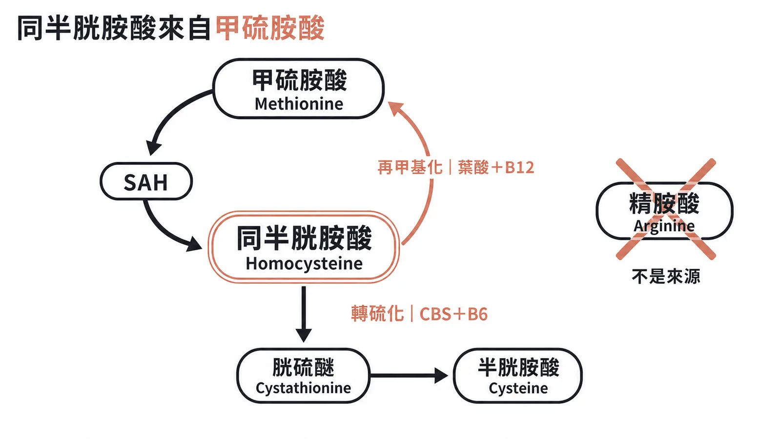 同半胱胺酸來自甲硫胺酸代謝，經再甲基化或轉硫化兩條途徑清除的流程圖