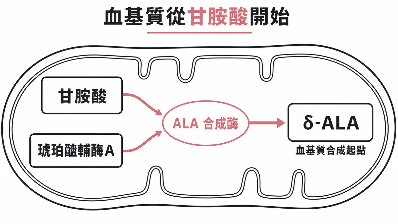 甘胺酸與琥珀醯輔酶A在粒線體內經ALA合成酶催化為δ-ALA的血基質合成起始反應示意圖