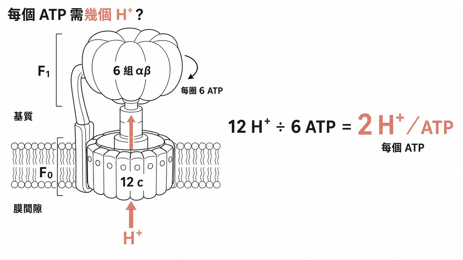 ATP合成酶c-ring 12個subunit除以6組αβ dimer等於每個ATP需2個H⁺的計算示意圖