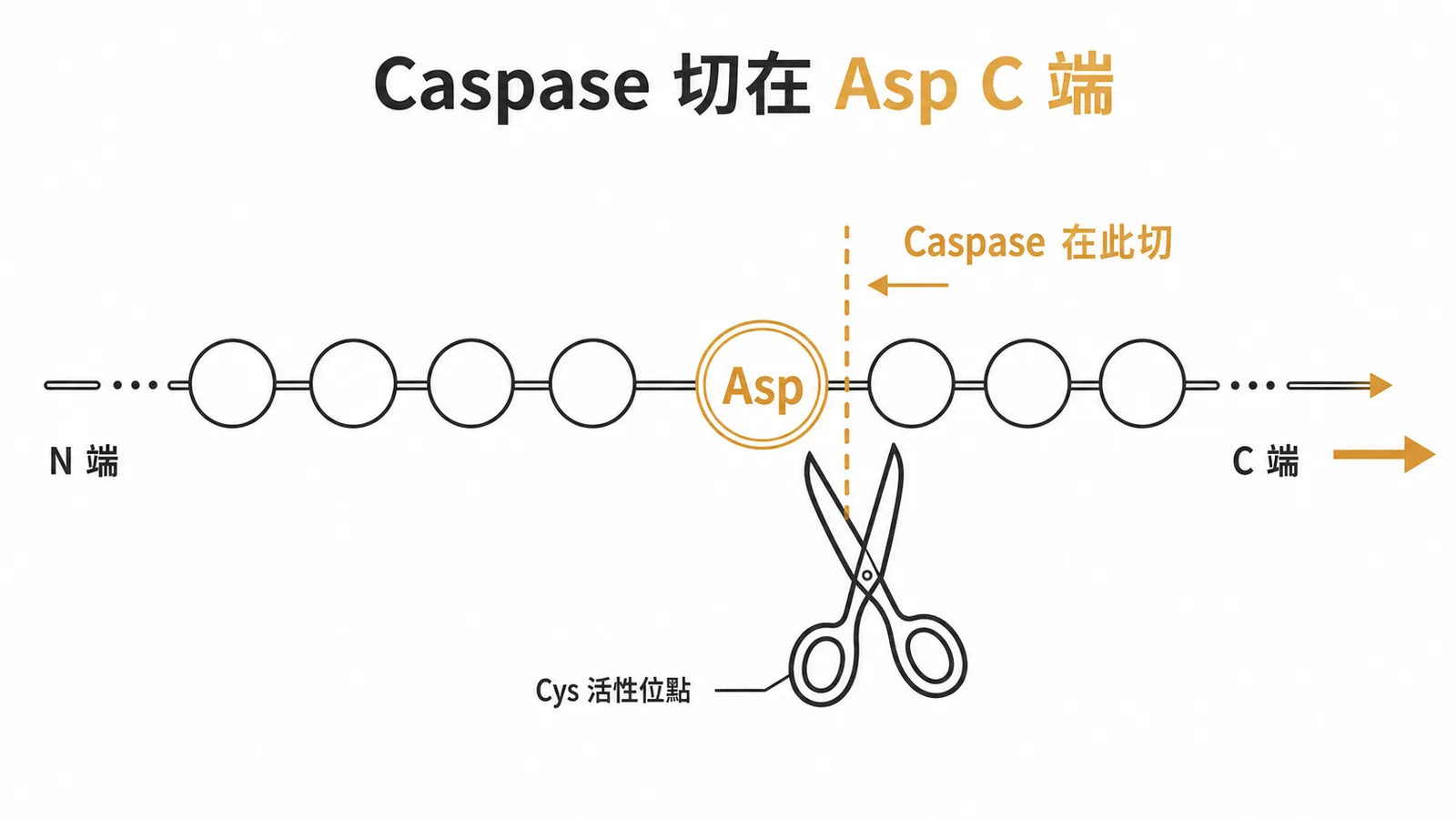 Caspase以Cys為活性位點在受質蛋白Asp殘基C端切割的肽鏈示意圖