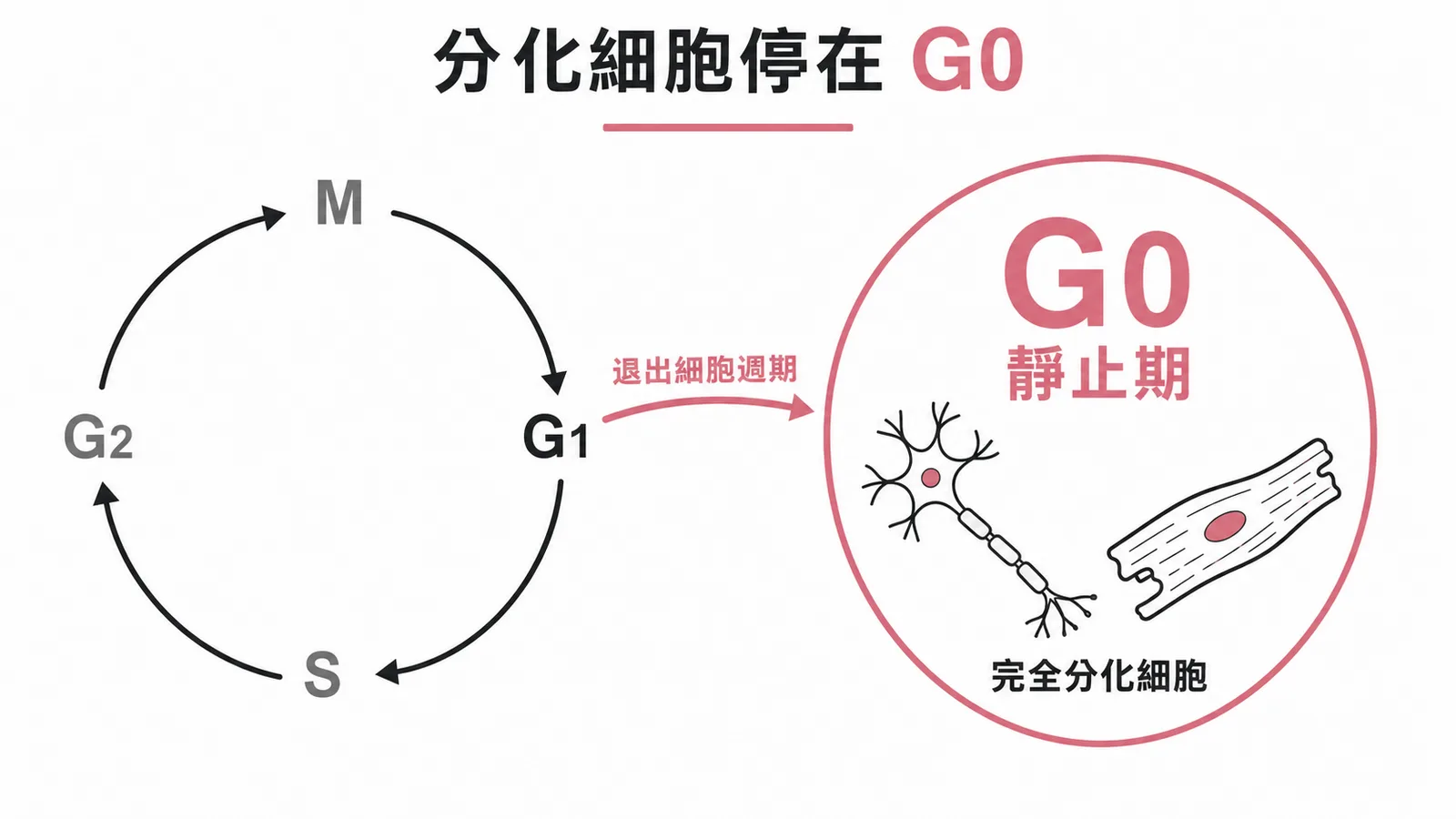 完全分化細胞退出細胞週期進入G0靜止期的細胞週期示意圖