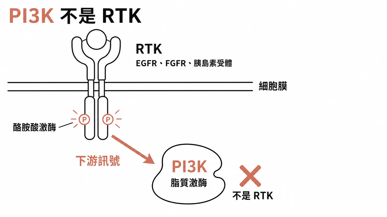 PI3K是RTK下游的脂質激酶而非受體酪胺酸激酶的信號傳遞示意圖