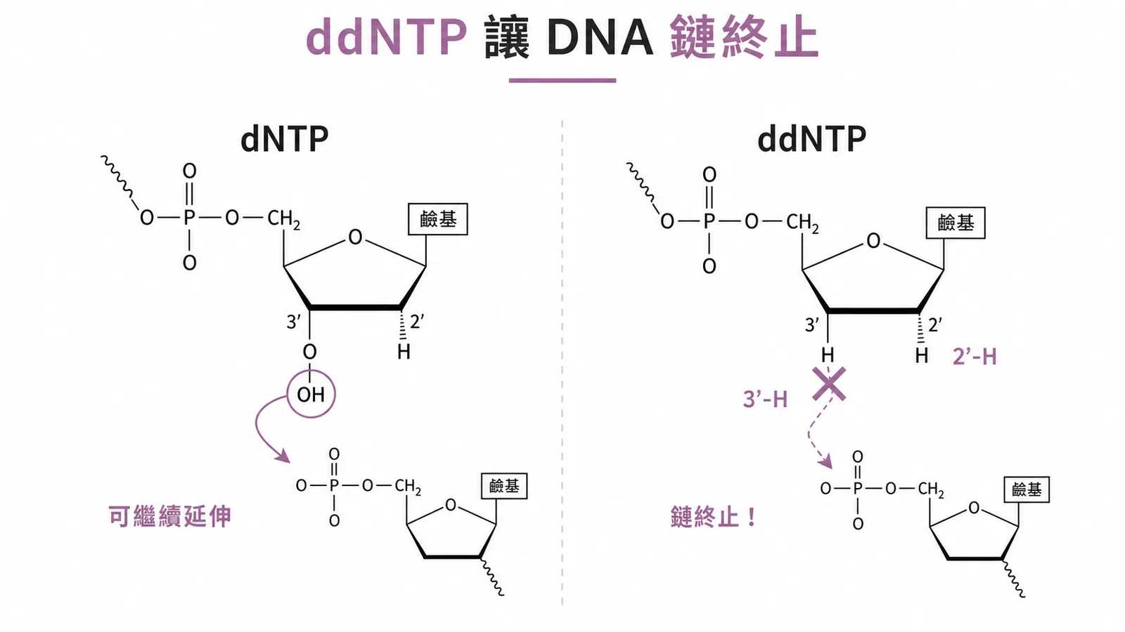 dNTP與ddNTP核糖結構對比：ddNTP缺乏3'-OH導致DNA鏈終止的示意圖