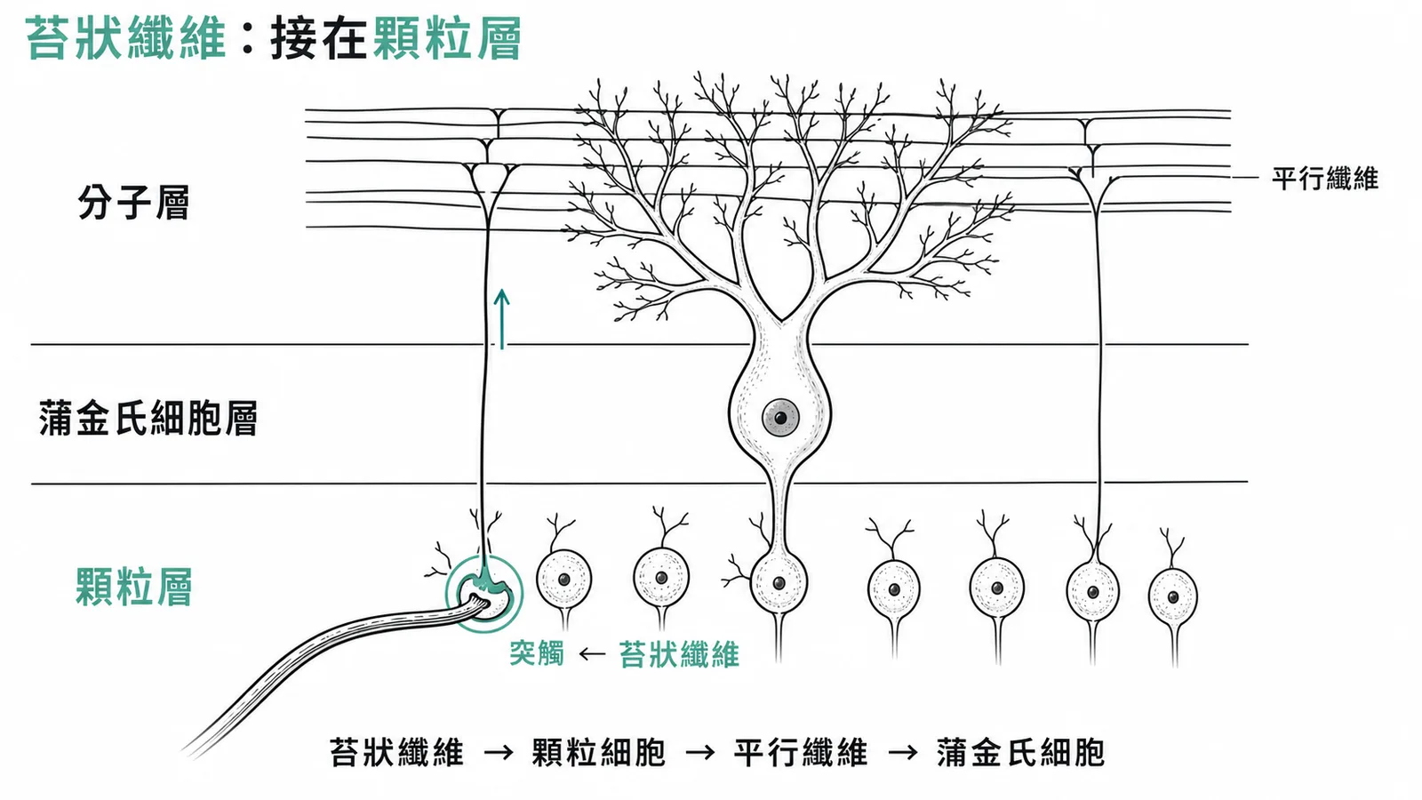 小腦皮質三層結構:苔狀纖維在顆粒層與顆粒細胞形成突觸