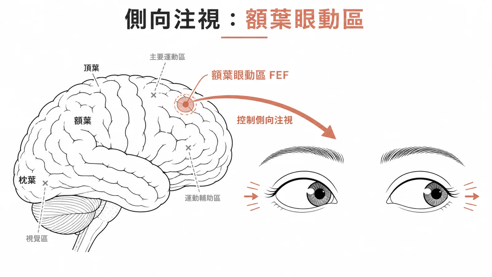 大腦外側面:額葉眼動區(FEF)位置與側向注視控制