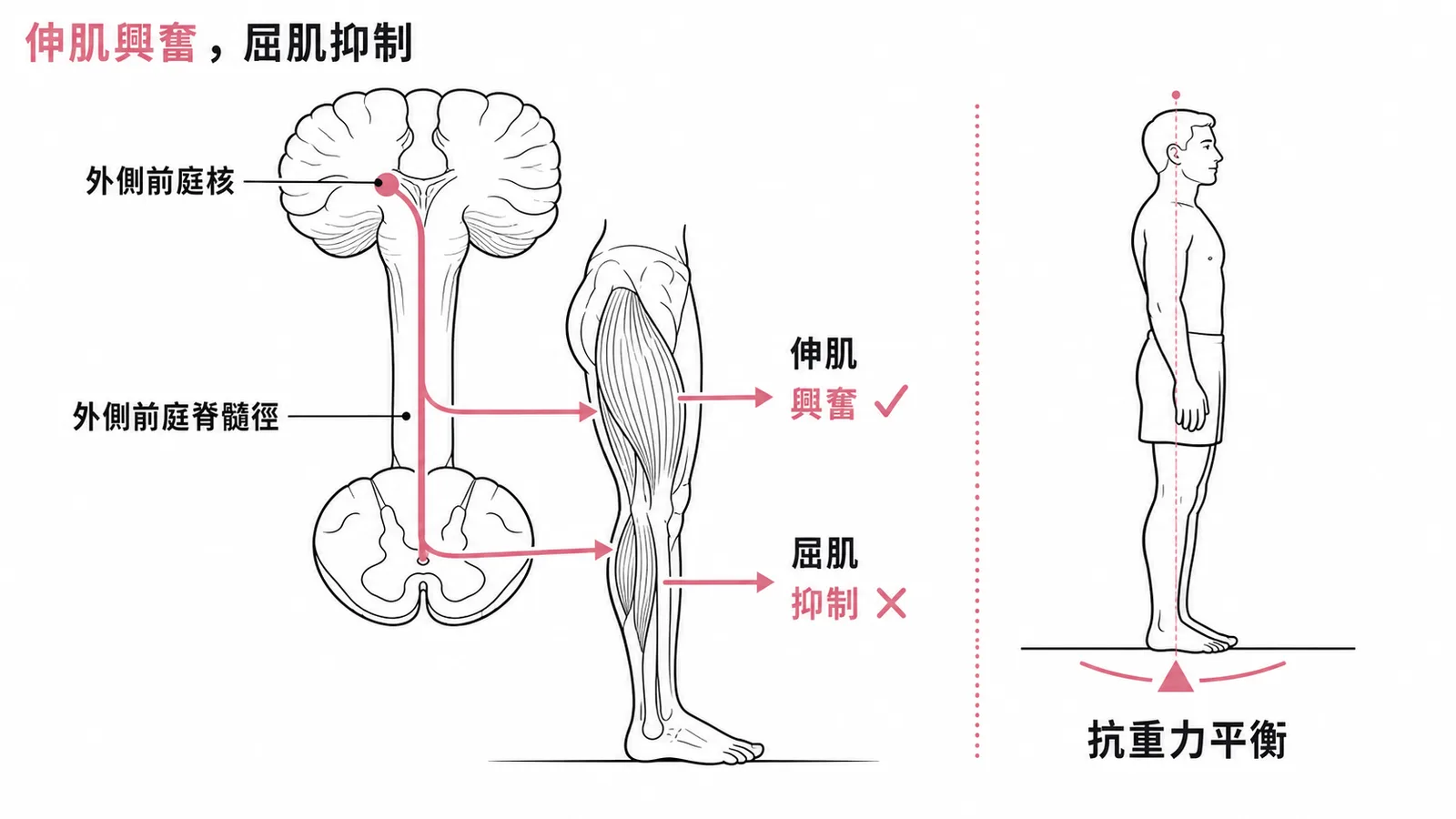 外側前庭脊髓徑：興奮同側伸肌、抑制屈肌以維持抗重力平衡