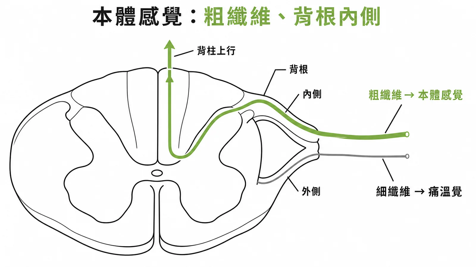 脊髓橫切面：本體感覺粗纖維經背根內側進入，上行背柱