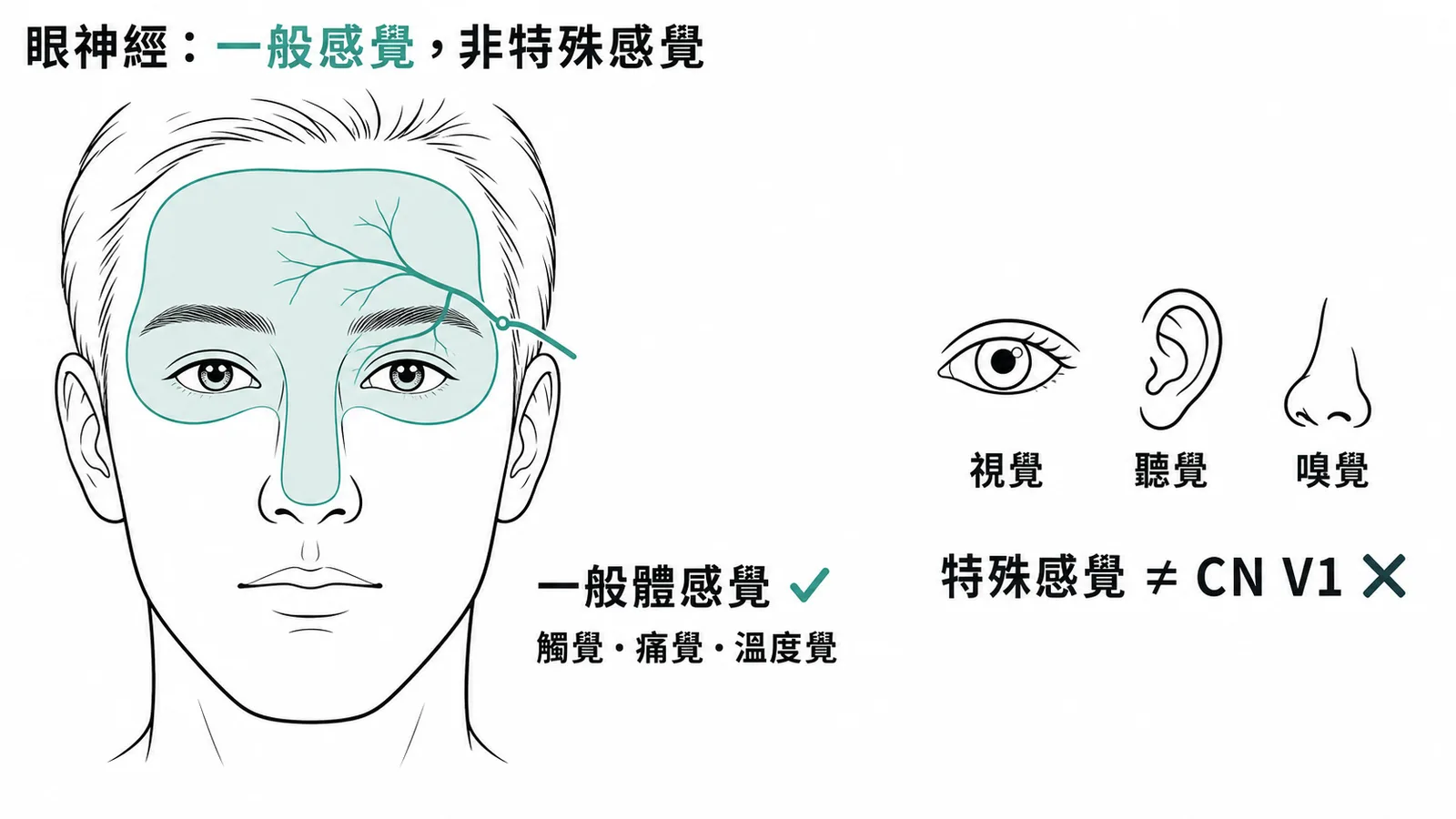 眼神經(CN V1)感覺分布:一般體感覺,非特殊感覺