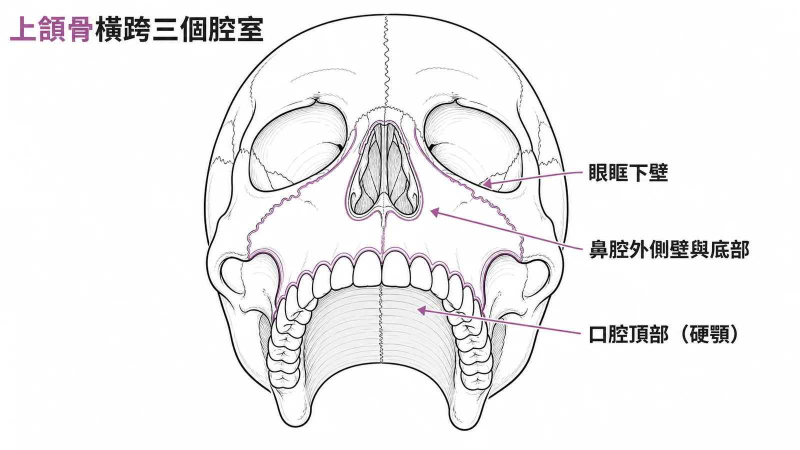 上頷骨同時構成眼眶下壁、鼻腔外側壁與底部、口腔頂部(硬顎)三個腔室
