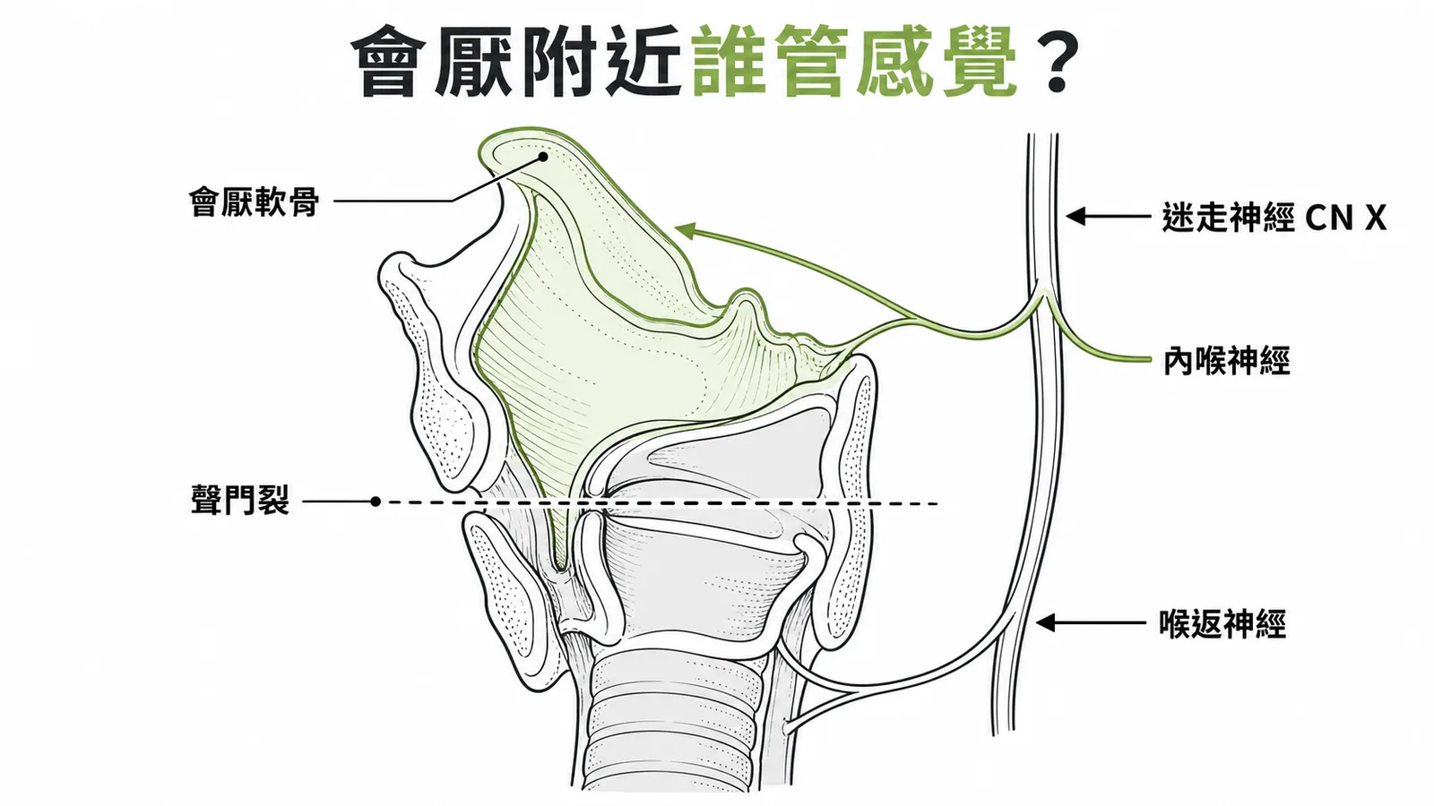 喉部示意圖：內喉神經（CN X 分支）負責聲門裂以上區域（含會厭）的感覺