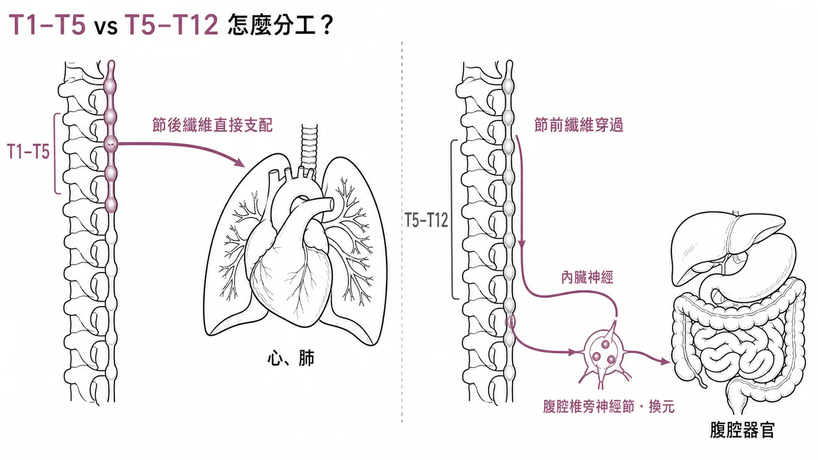胸部交感神經節分工:T1-T5 節後纖維直接支配心肺,T5-T12 節前纖維形成內臟神經到腹腔換元