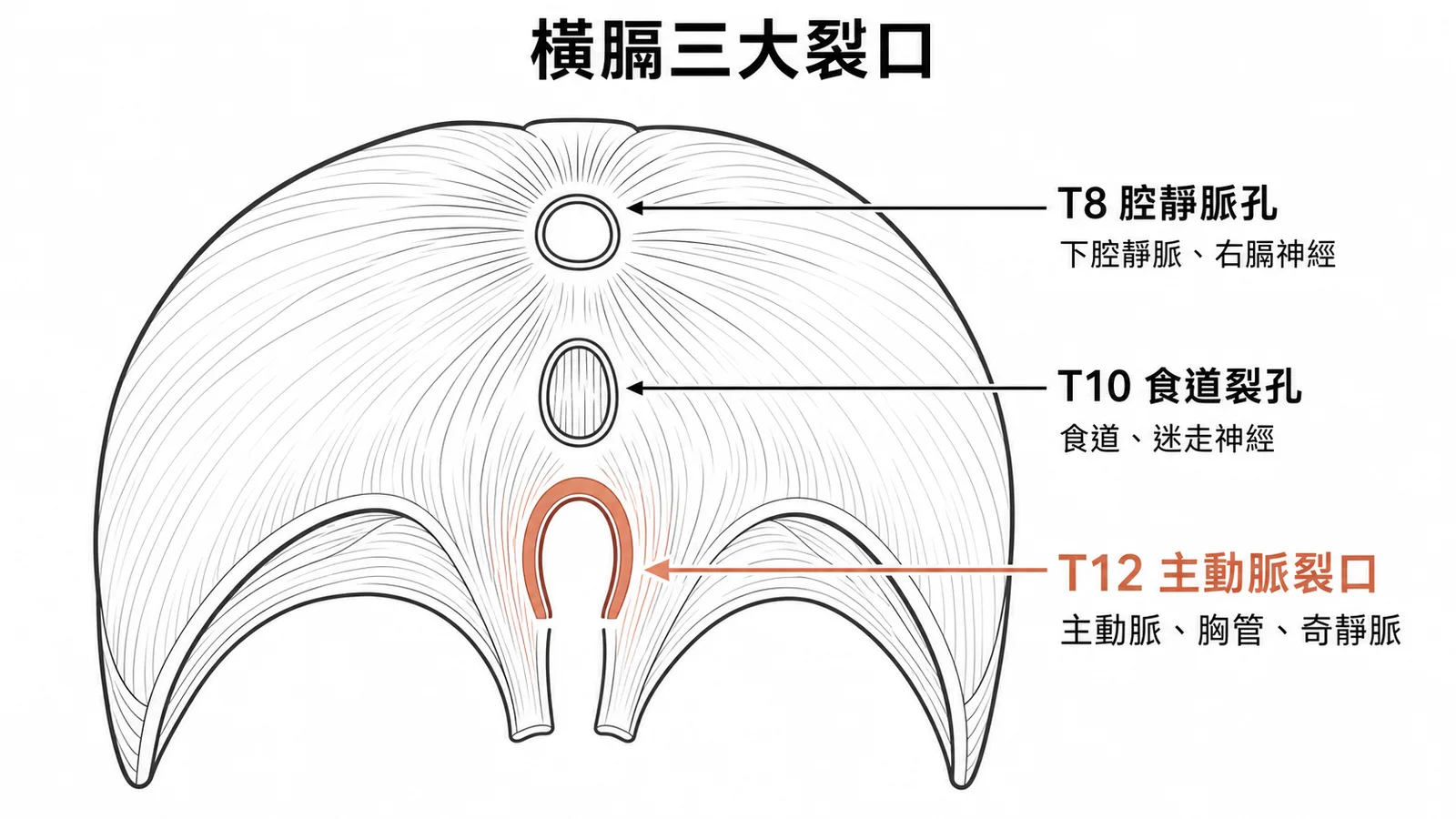 橫膈三大裂口:T8腔靜脈孔、T10食道裂孔、T12主動脈裂口通過結構示意圖