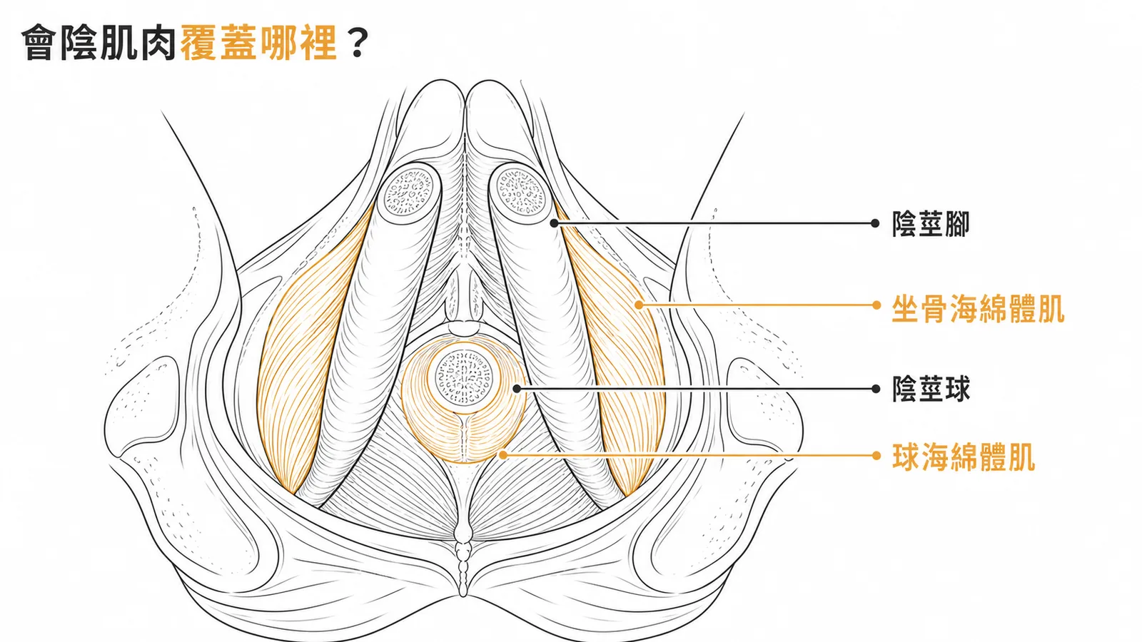 會陰肌肉對應:坐骨海綿體肌覆蓋陰莖腳、球海綿體肌覆蓋陰莖球