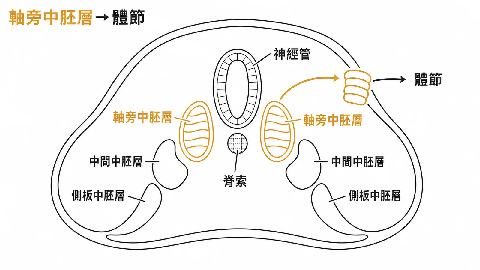 軸旁中胚層→體節——胚胎橫切面顯示中胚層三分區,軸旁中胚層位於神經管兩側,分化為體節