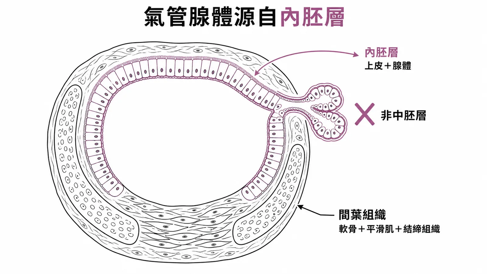 氣管腺體源自內胚層——氣管橫切面顯示上皮與腺體來自內胚層,軟骨平滑肌來自間葉組織