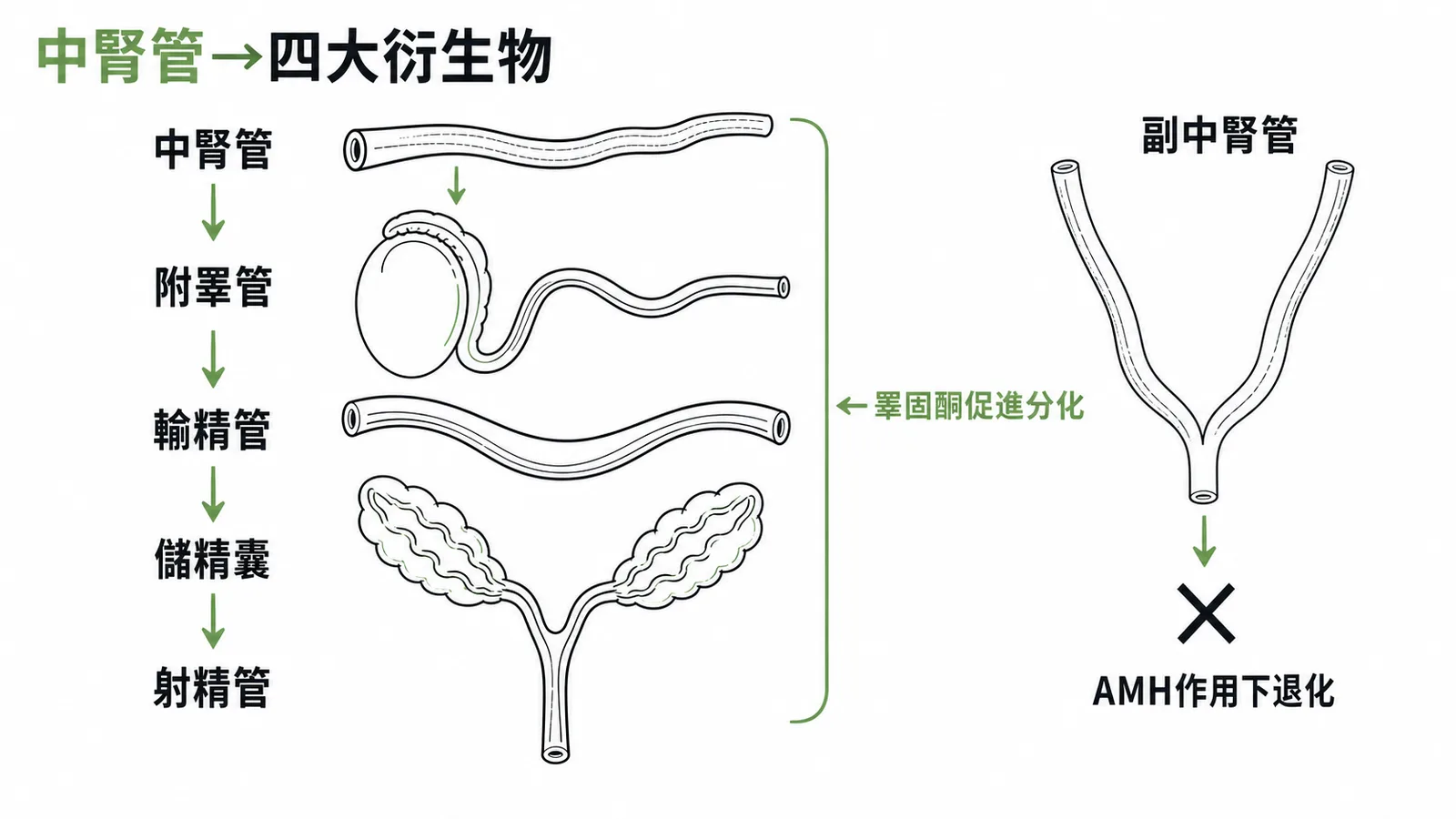 中腎管四大衍生物——中腎管在睪固酮刺激下依序分化為附睪管、輸精管、儲精囊、射精管