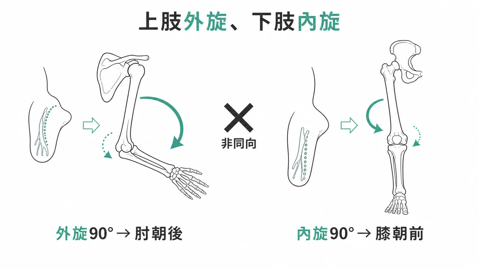 上肢外旋下肢內旋——上肢發育時外旋90度肘朝後,下肢內旋90度膝朝前,兩者方向相反