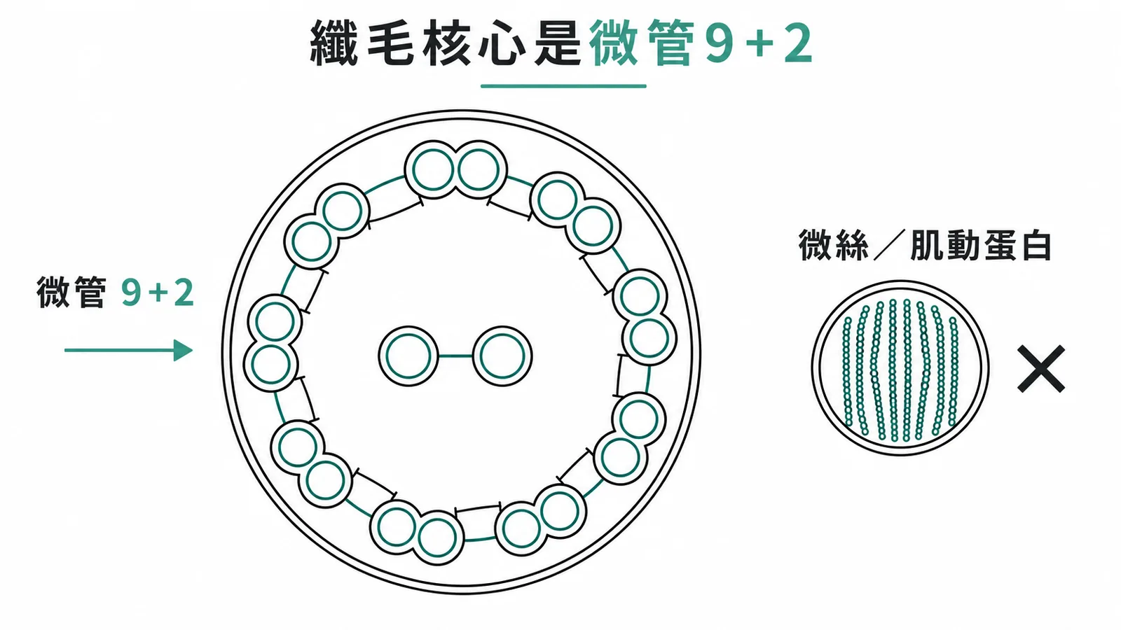 纖毛核心是微管9+2——纖毛橫切面9對周邊微管加2根中央微管，微絨毛則以肌動蛋白微絲為骨架