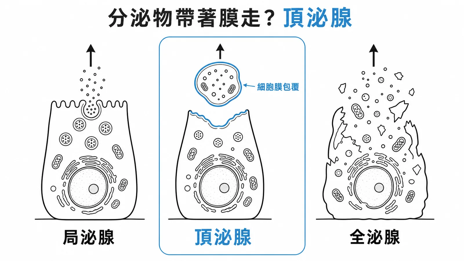 三種外分泌腺分泌方式比較：局泌腺胞吐釋出、頂泌腺頂端脫落帶膜、全泌腺整細胞解體