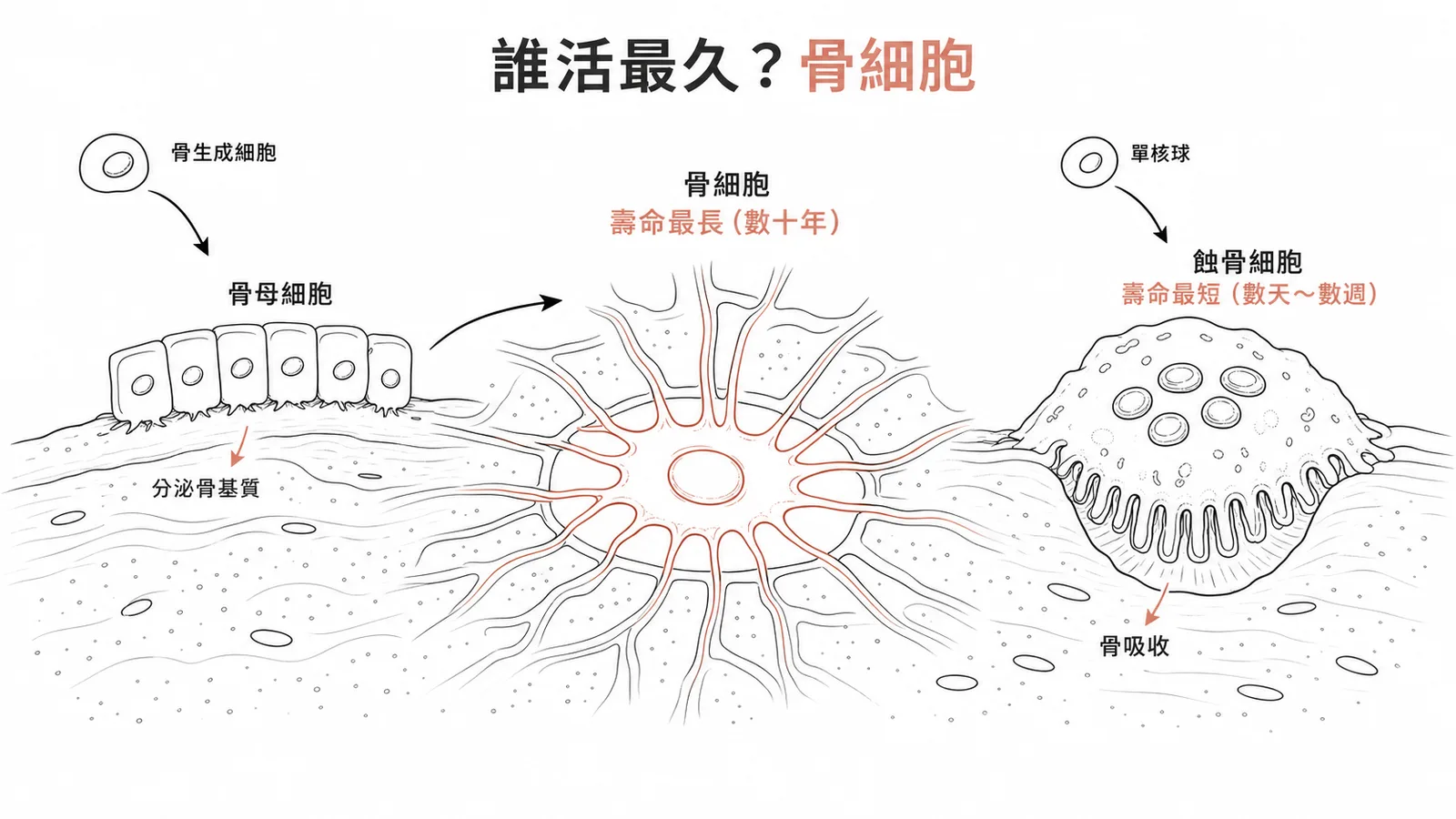 三種骨細胞比較：骨細胞壽命最長、蝕骨細胞壽命最短且來自單核球系