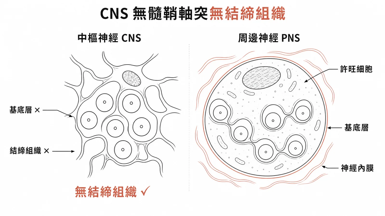 CNS與PNS無髓鞘軸突包覆結構比較：CNS無基底層與結締組織