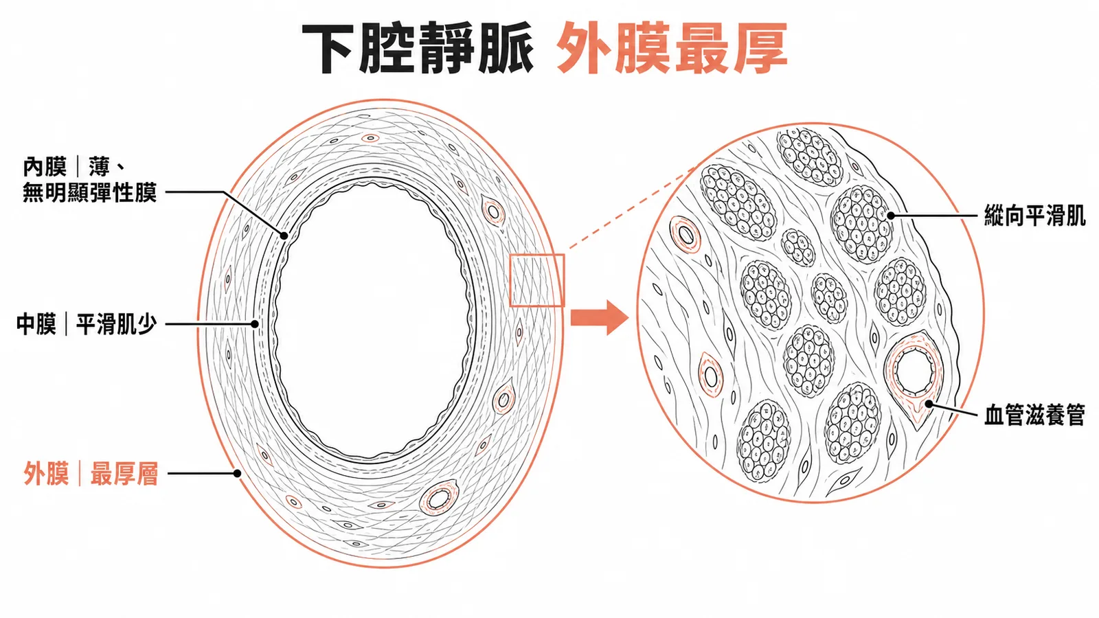 下腔靜脈管壁橫切面：外膜最厚層含縱向平滑肌束與血管滋養管