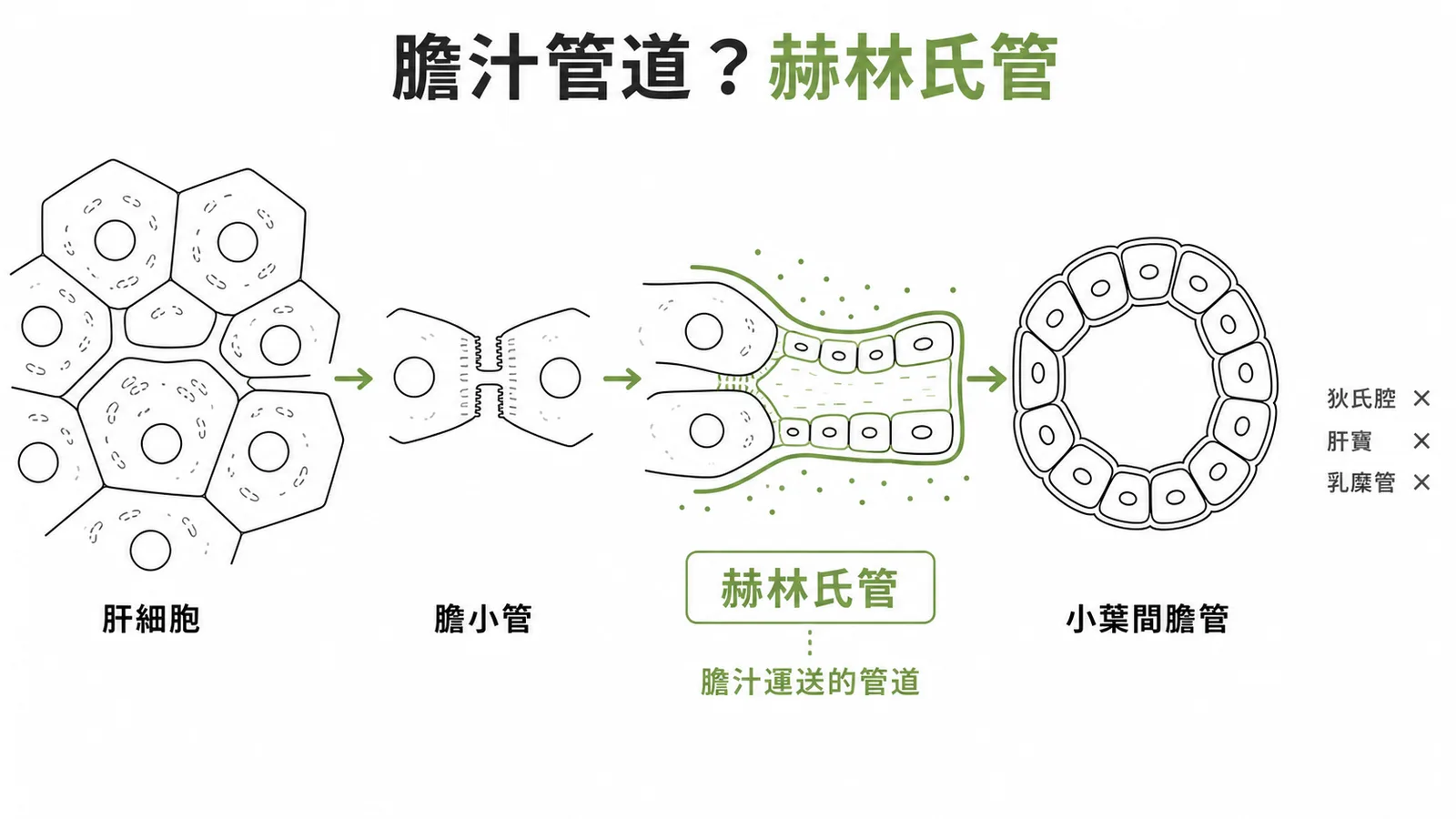 膽汁流經路徑：肝細胞→膽小管→赫林氏管→小葉間膽管