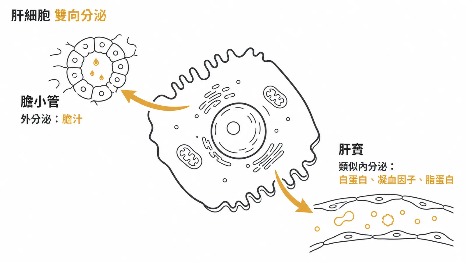 肝細胞雙向分泌：膽汁入膽小管（外分泌）、蛋白質入肝竇（類似內分泌）
