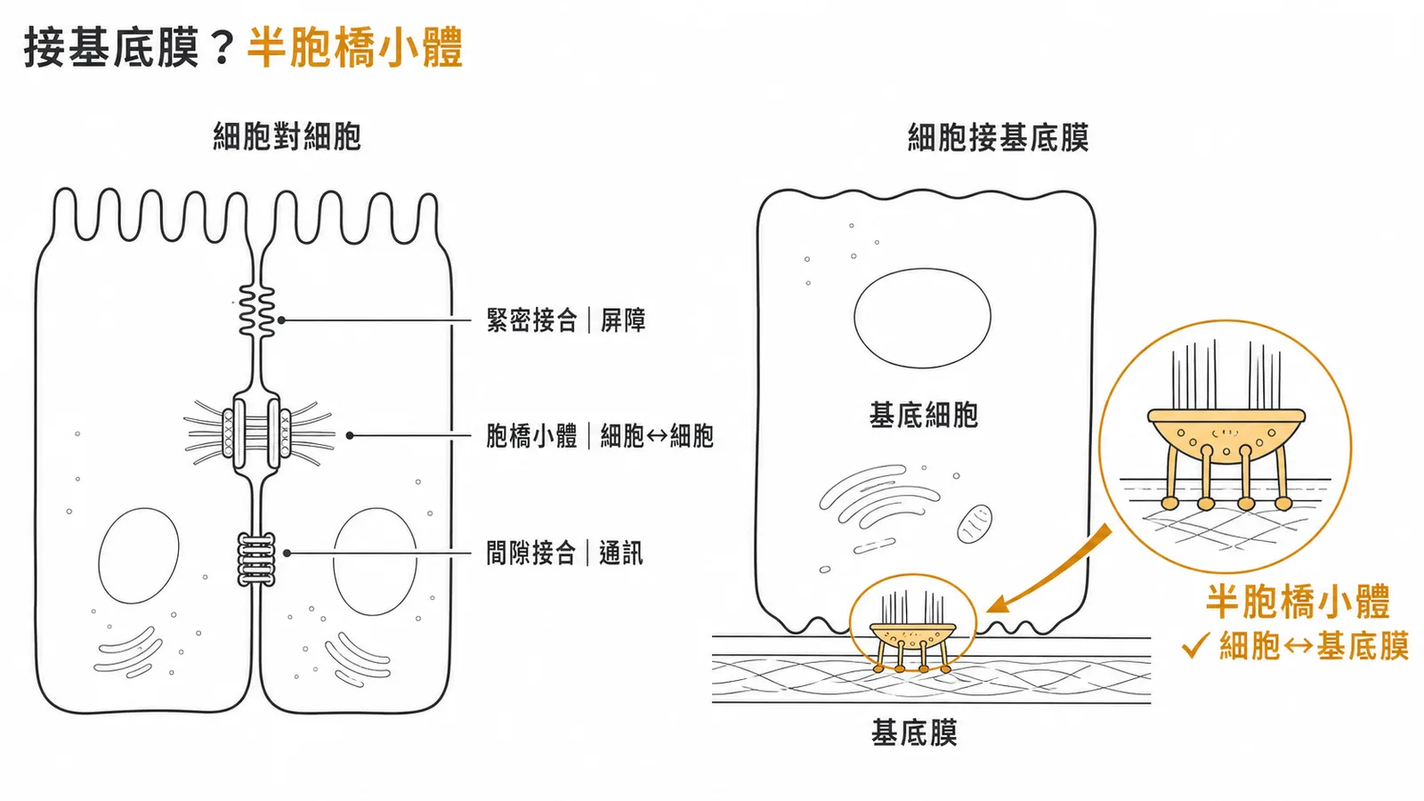 四種細胞連接比較：半胞橋小體連接基底細胞與基底膜