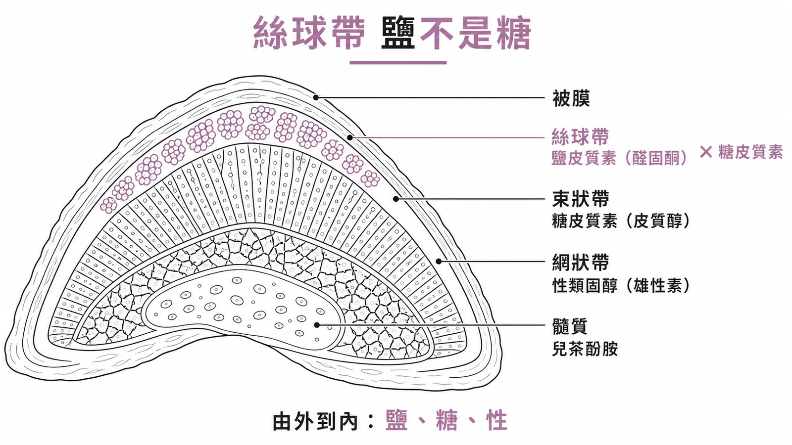腎上腺皮質三層分泌物：絲球帶鹽皮質素、束狀帶糖皮質素、網狀帶性類固醇