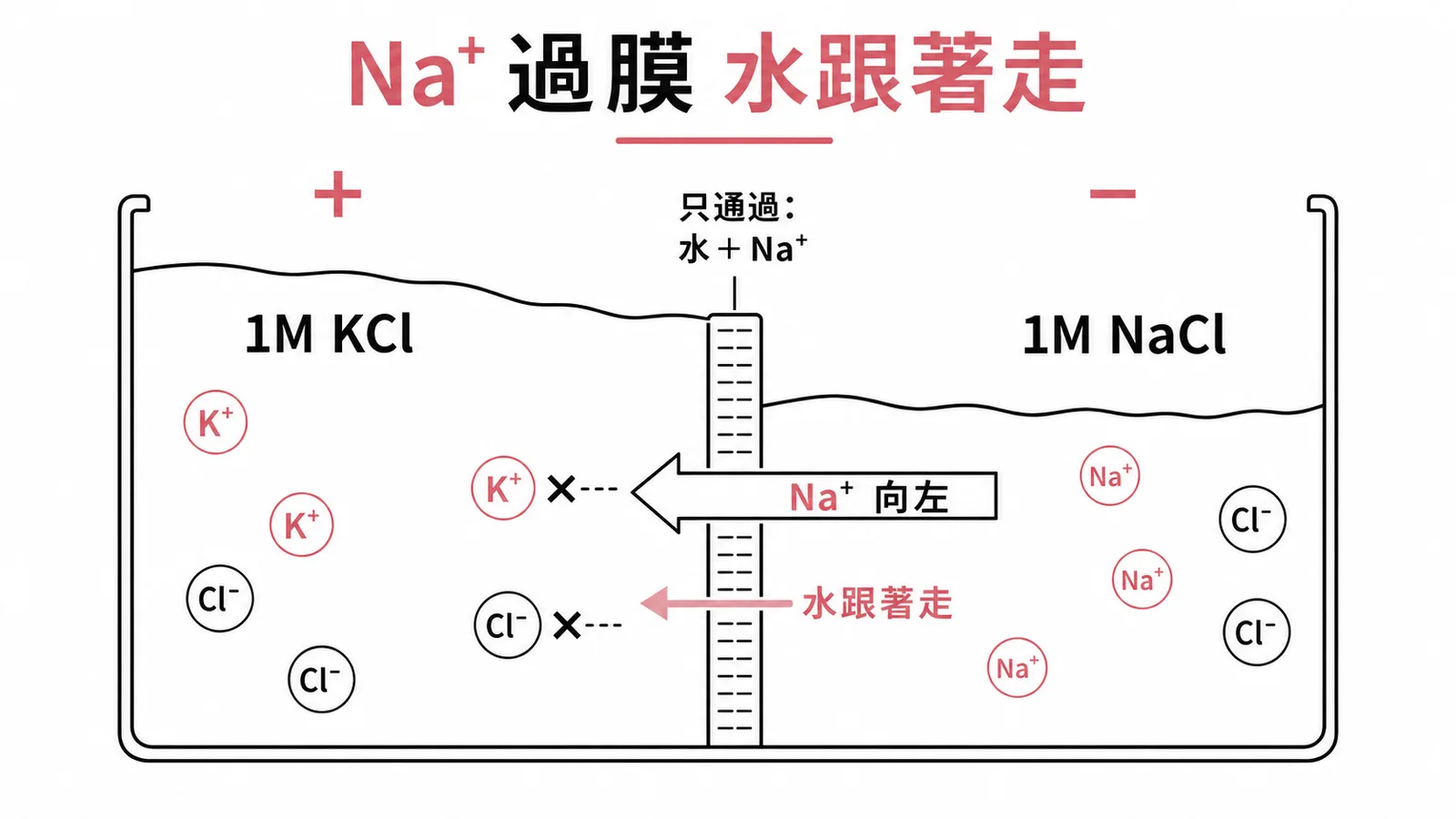 半透膜擴散平衡：Na⁺從右向左過膜、水跟著走、右邊帶負電
