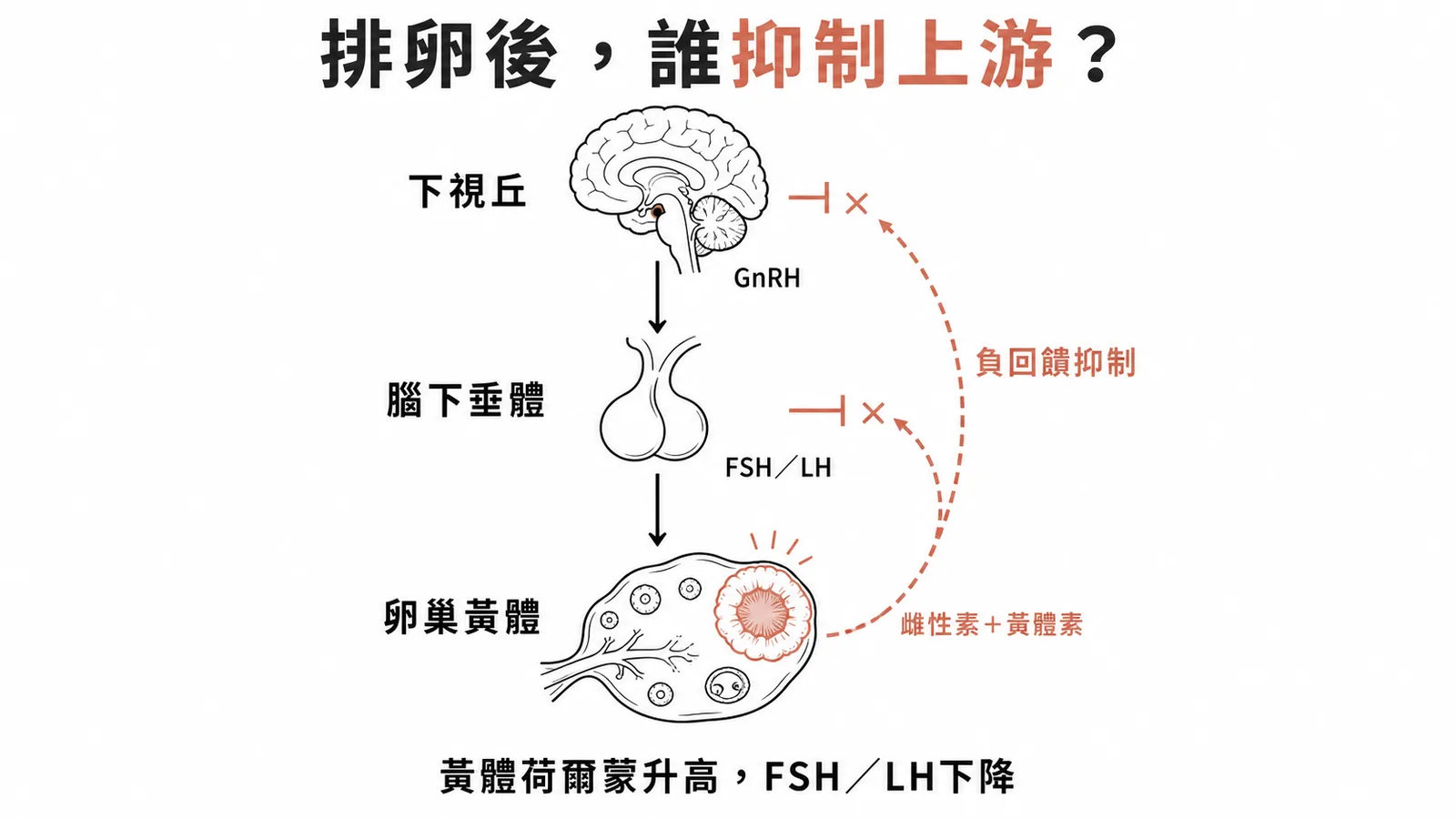 排卵後下視丘—腦下垂體—卵巢軸負回饋迴路示意圖