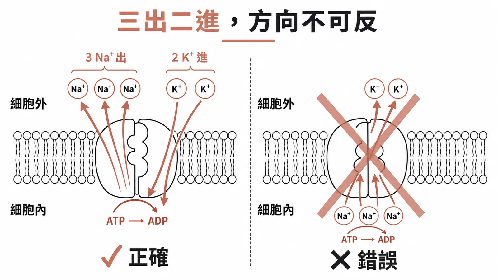 鈉鉀幫浦正確與錯誤方向對照：3 Na⁺ 出、2 K⁺ 進