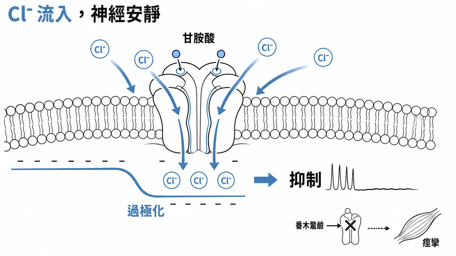 甘胺酸受體開啟 Cl⁻ 流入造成過極化抑制神經元示意圖