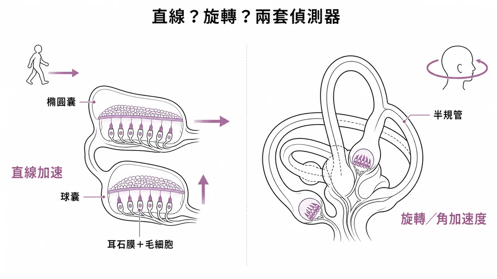 前庭系統兩套偵測器：橢圓囊球囊感知直線加速、半規管感知旋轉