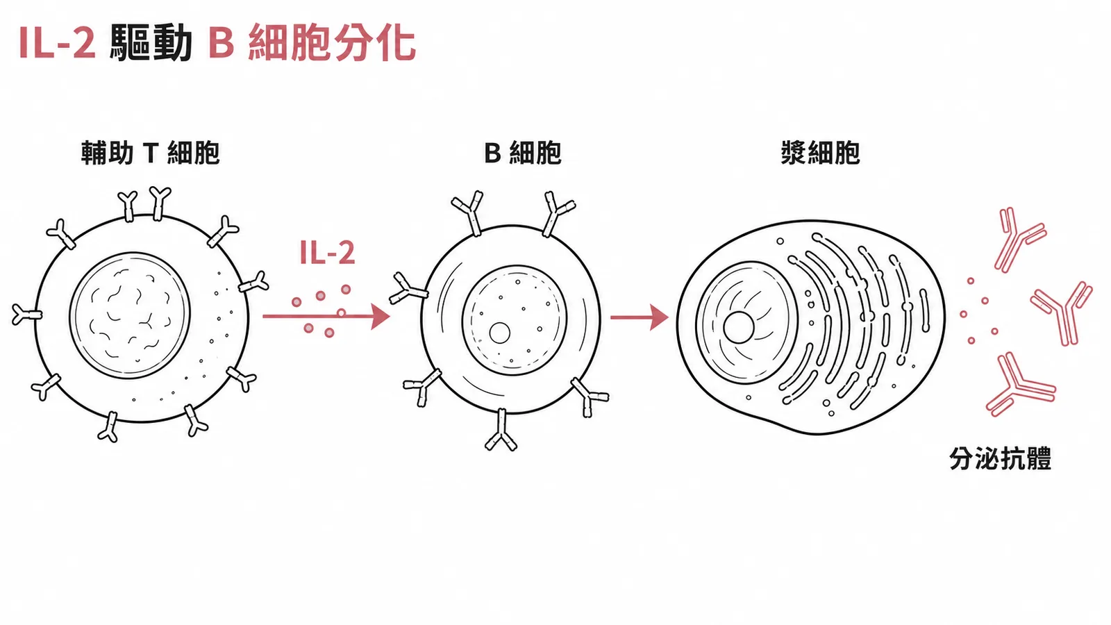 IL-2 驅動輔助 T 細胞促使 B 細胞分化為漿細胞並分泌抗體的流程示意圖