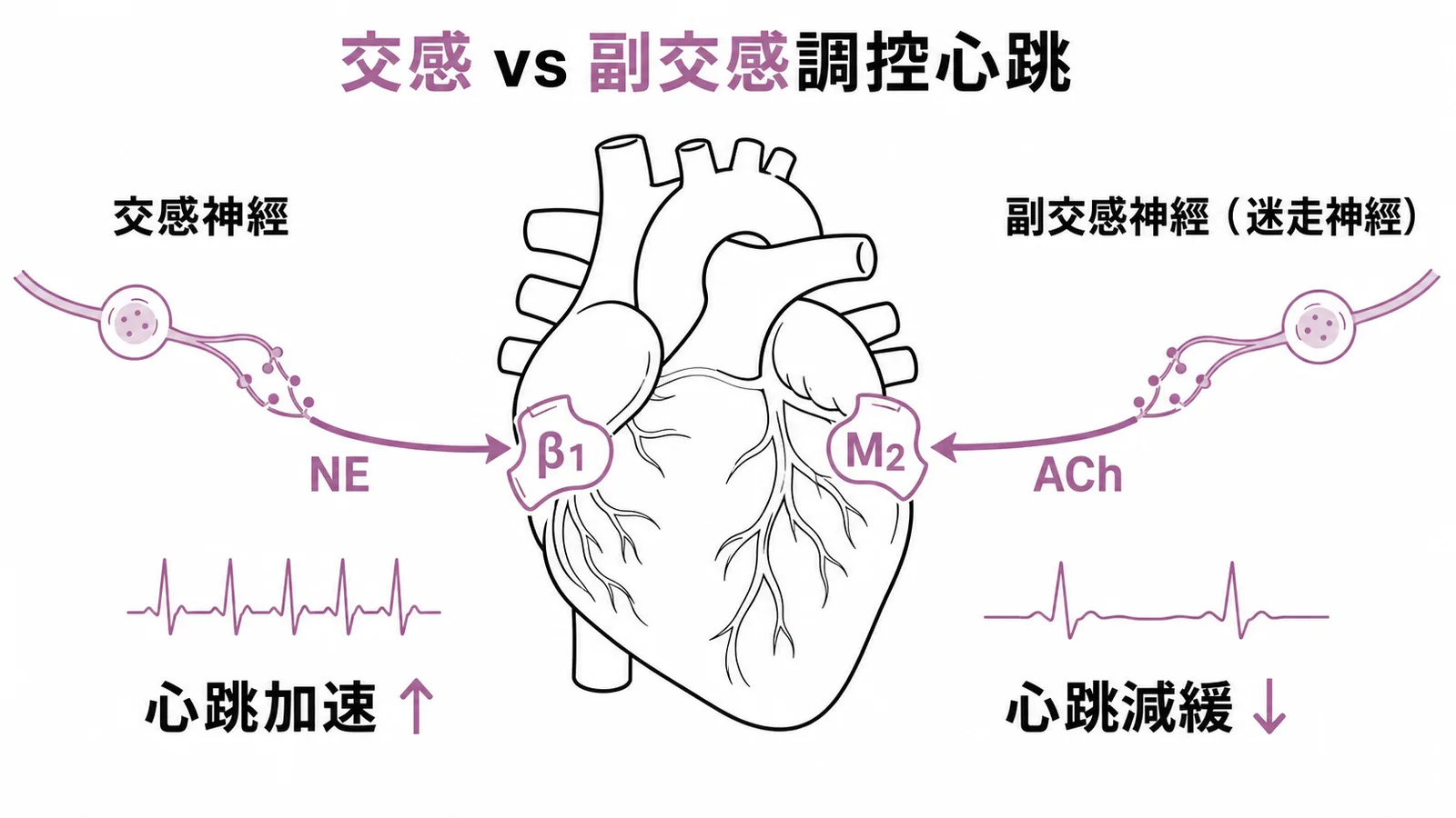交感神經與副交感神經透過不同受體調控心跳速度的對照示意圖