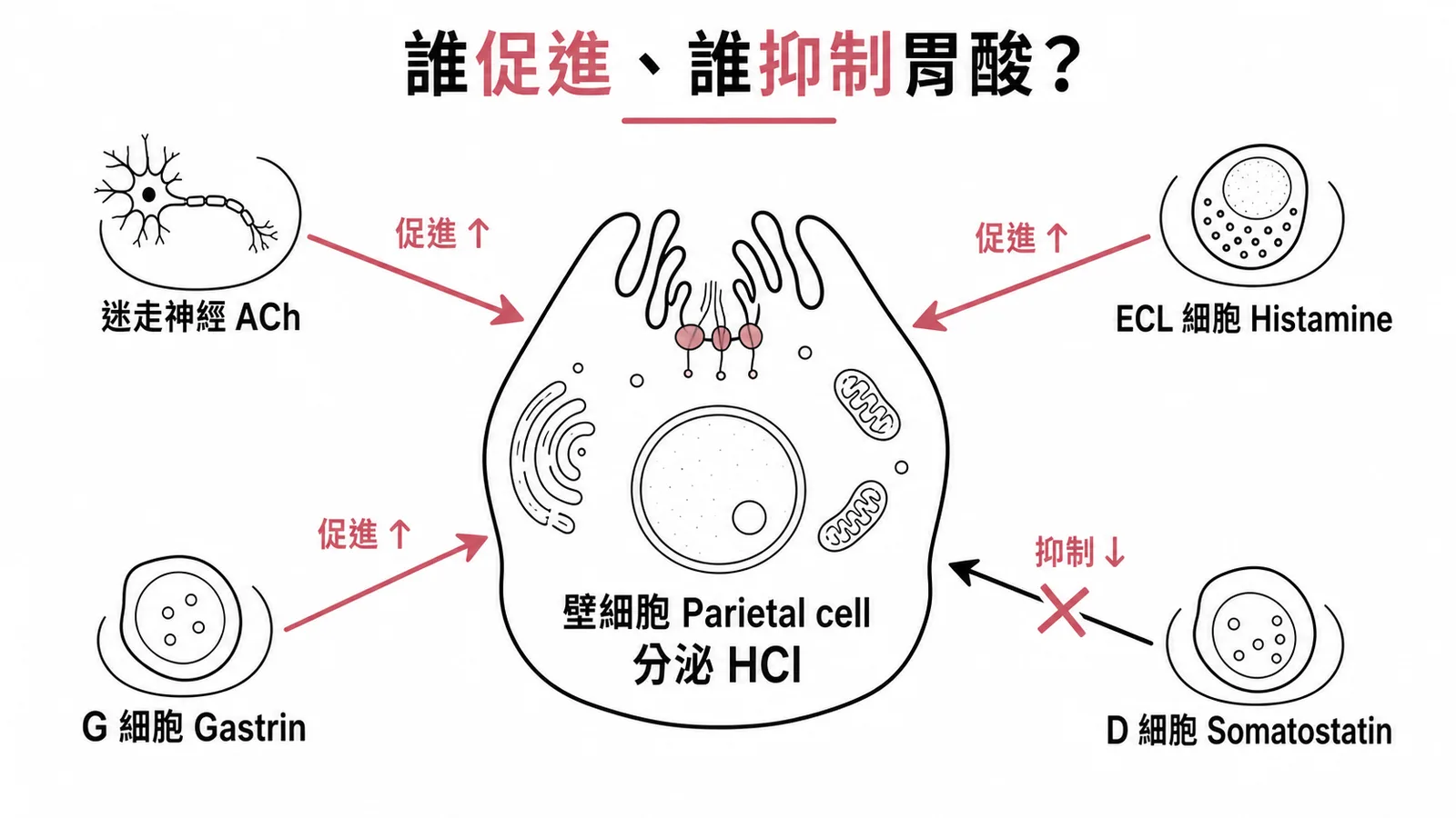 胃酸分泌調控：三條促進路徑與 D 細胞抑制路徑的示意圖