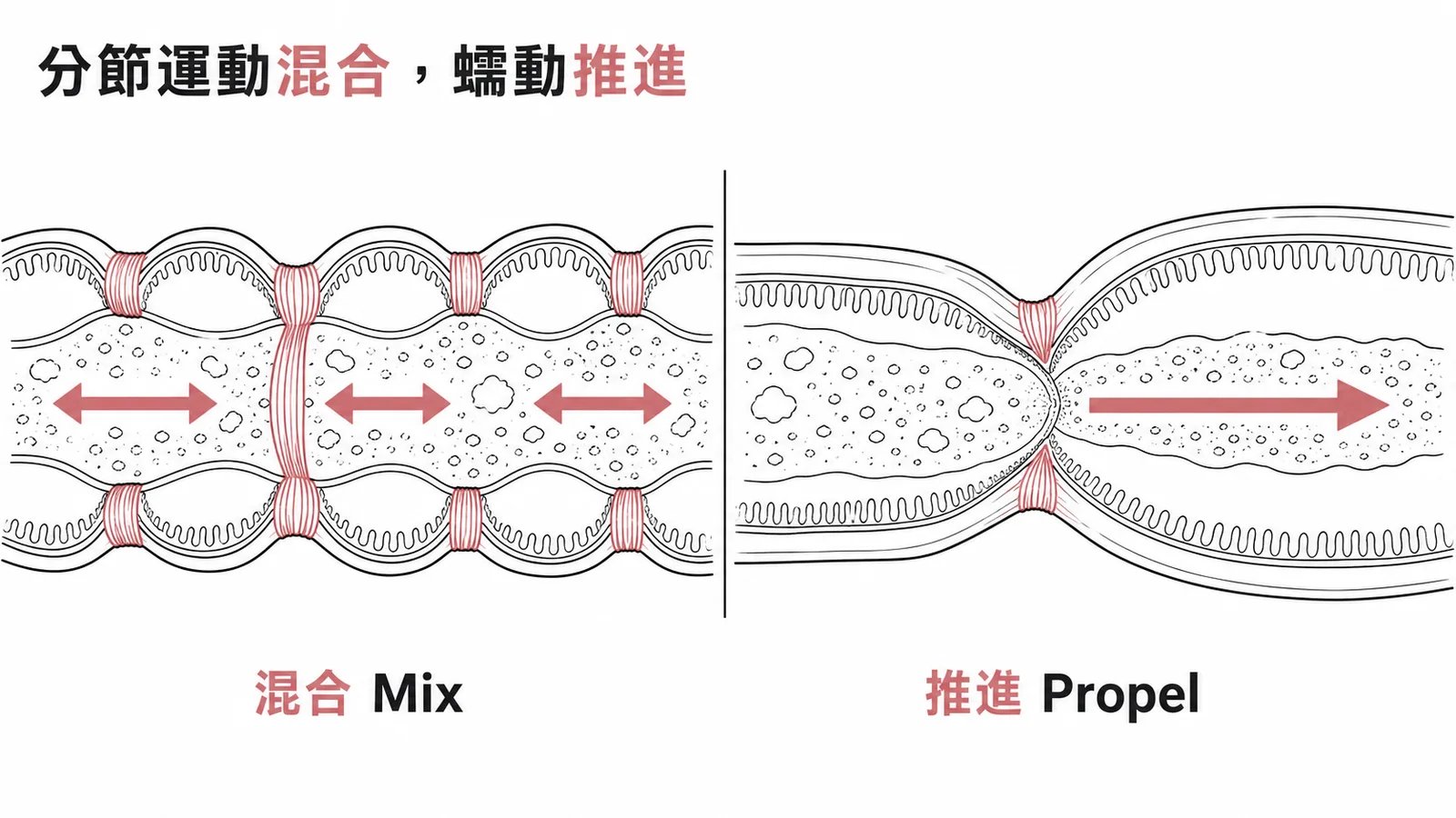 分節運動混合與蠕動推進的對照示意圖