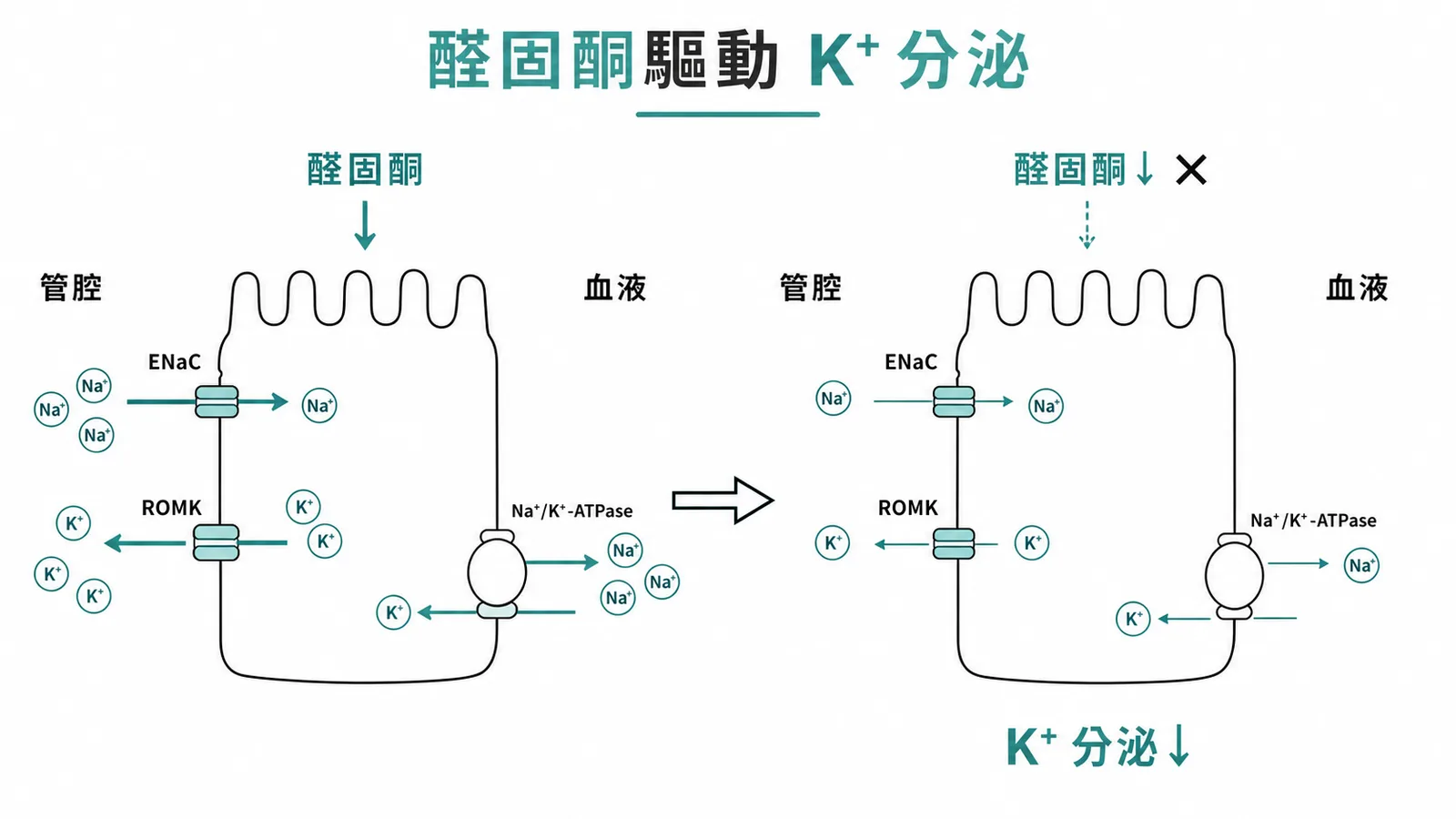 醛固酮驅動遠端腎小管主細胞 K⁺ 分泌的機制示意圖